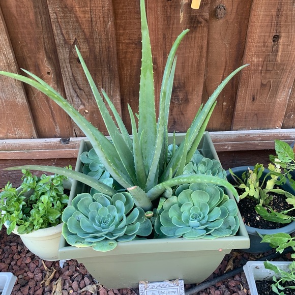 Choose any 3 Items priced $20 & below for $20 provided it’s within the 5lb limit - Picture 7 of 8